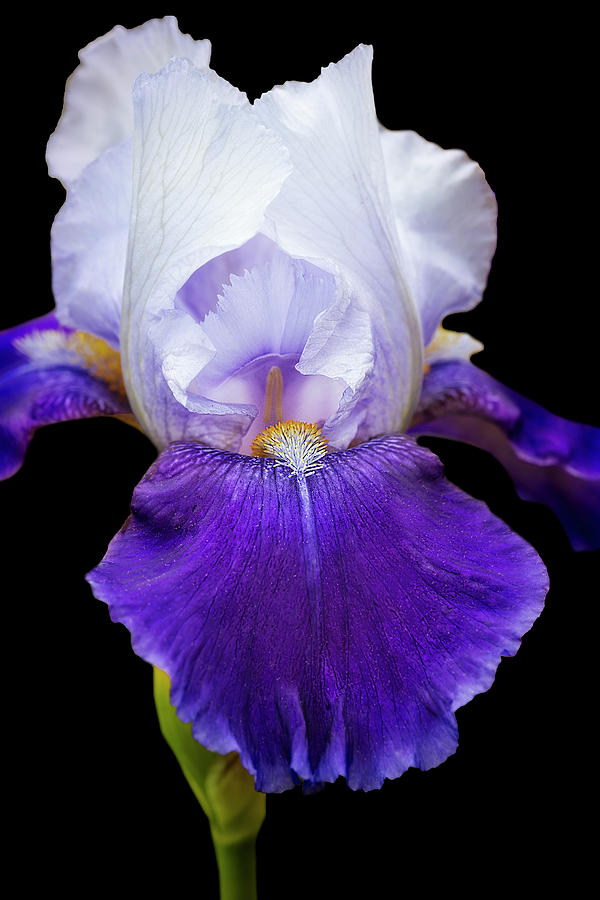 Iris Flower In Garden BW Photograph by Susan Candelario