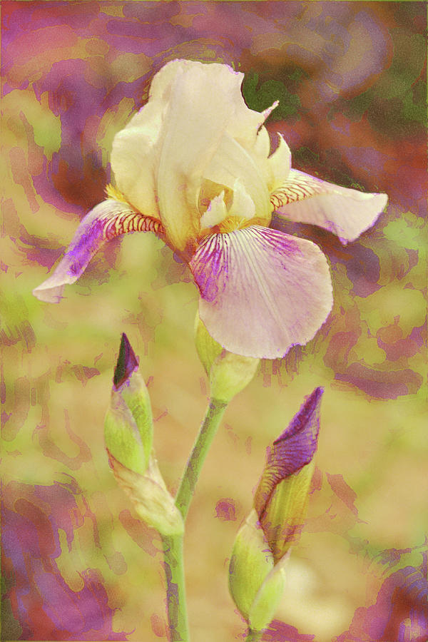 Iris Flower in Yellow and Pinks Portrait Digital Art by Gaby Ethington