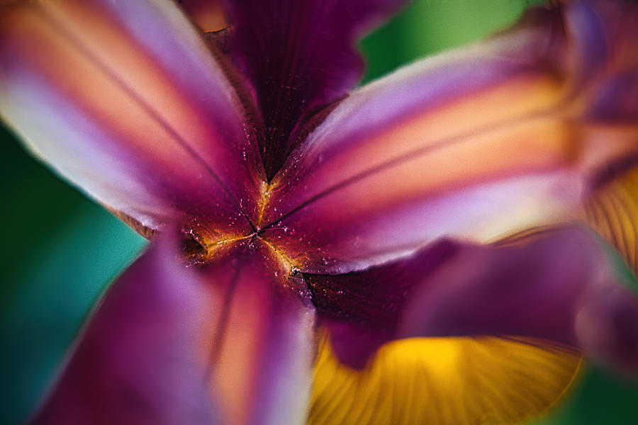 Iris Flower Macro #2 Photograph by Stuart Litoff