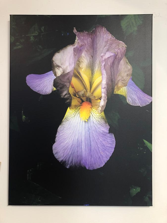 Iris Flower Photograph by Mark Egerton