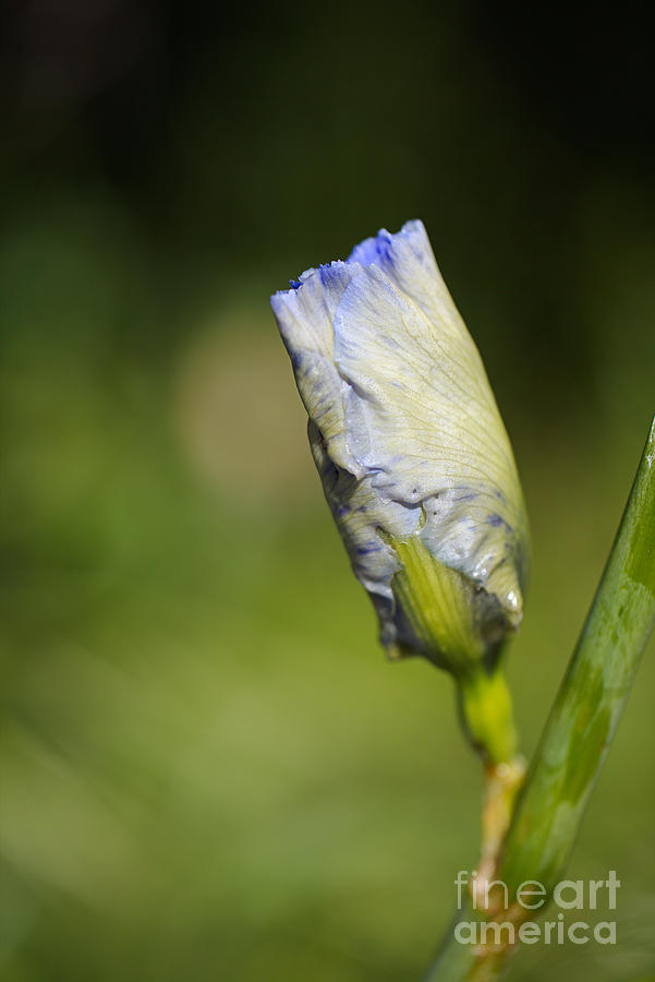 Iris Flower Moon  Photograph by Joy Watson