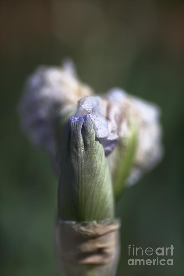 Iris Photograph - Iris Flower Starts To Reveal  by Joy Watson