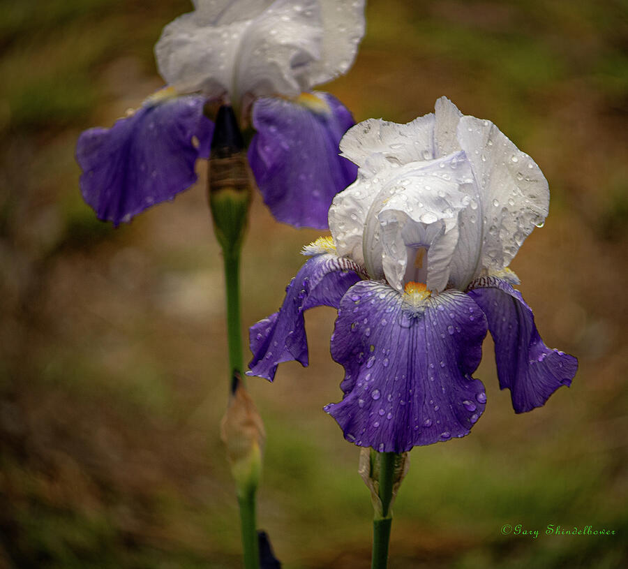 Iris Photograph - Iris Flower Time by Gary Shindelbower