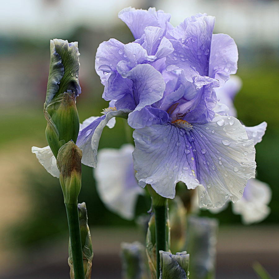 Iris Flower With Rain Drops Photograph