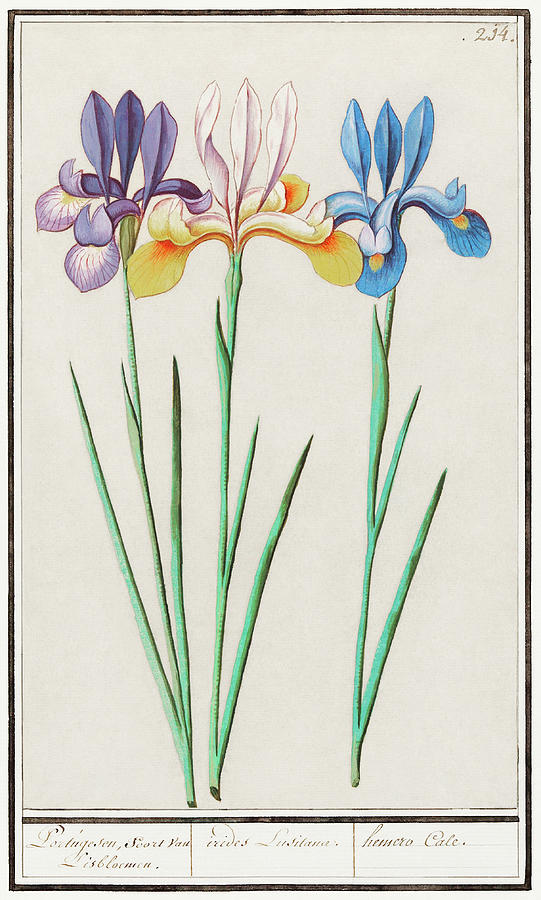 Iris flowers Mixed Media by World Art Collective