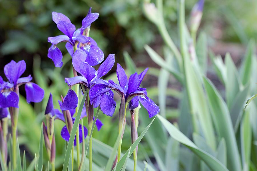 Garden Iris Flowers Photograph by Joseph Skompski