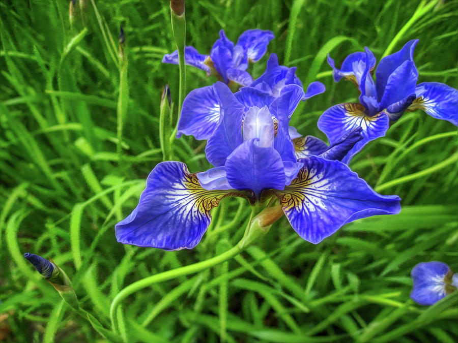 Iris flowers Photograph by Tatiana Travelways