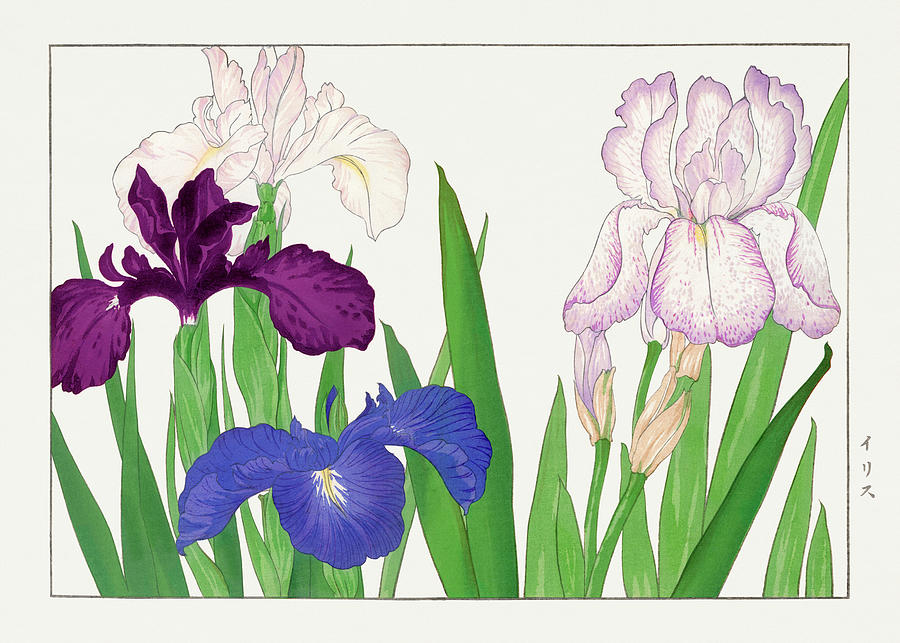 Iris Flowers - Ukiyo e art - Vintage Japanese woodblock art - Seiyo SOKA ZUFU by Tanigami Konan Digital Art by Studio Grafiikka