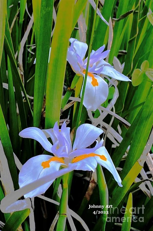 Iris from the Beach Photograph by John Anderson