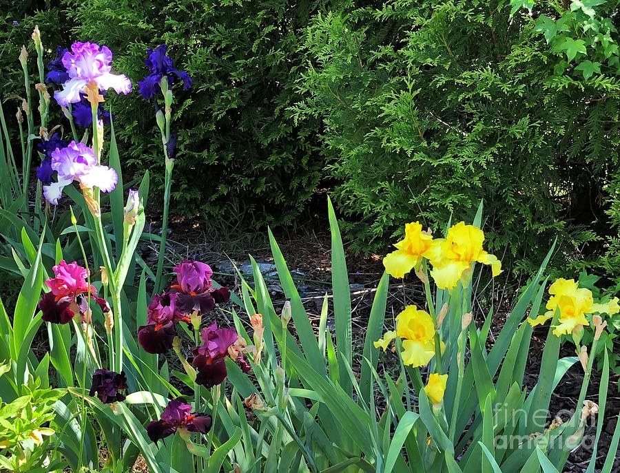 Iris Garden in Clayton, North Carolina Photograph by Catherine Ludwig Donleycott
