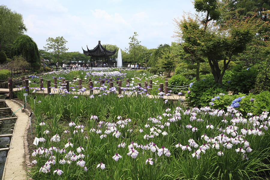 Iris Garden of Suigetsu Park, Ikeda, Osaka, Japan Photograph by Mixa