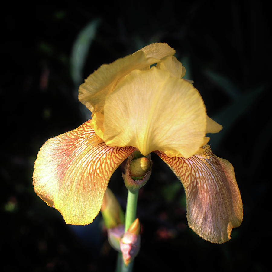 Iris Photograph by George Taylor