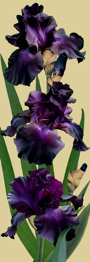 Iris Germanica Raven Girl Mixed Media by Anthony Seeker