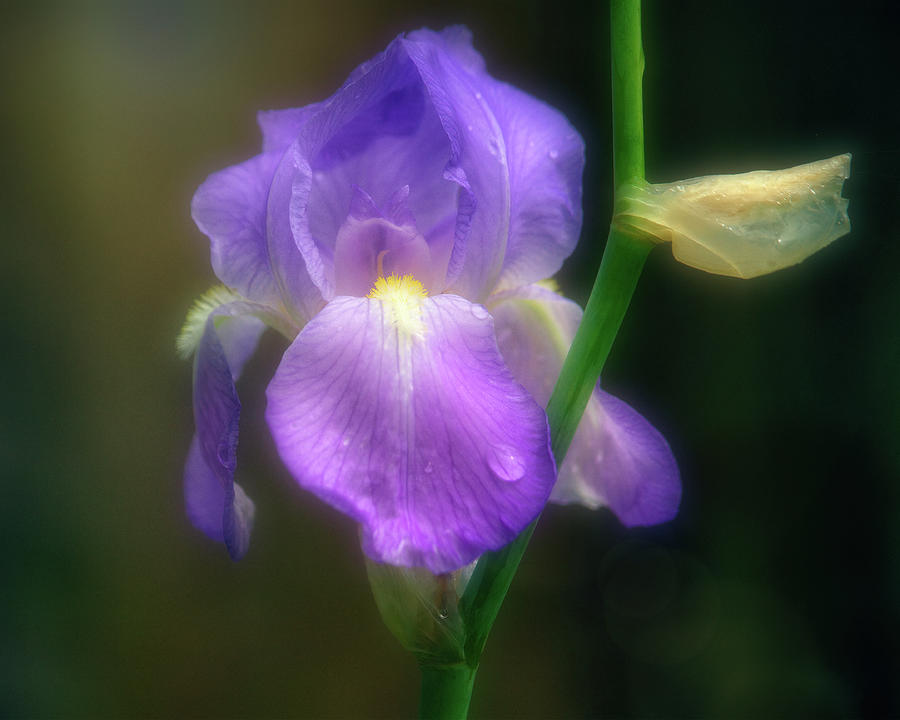 Iris Growing Wild Photograph by Laura Vilandre