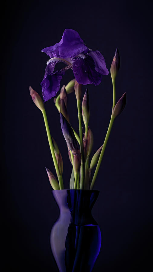 Iris  Photograph by Holly Ross