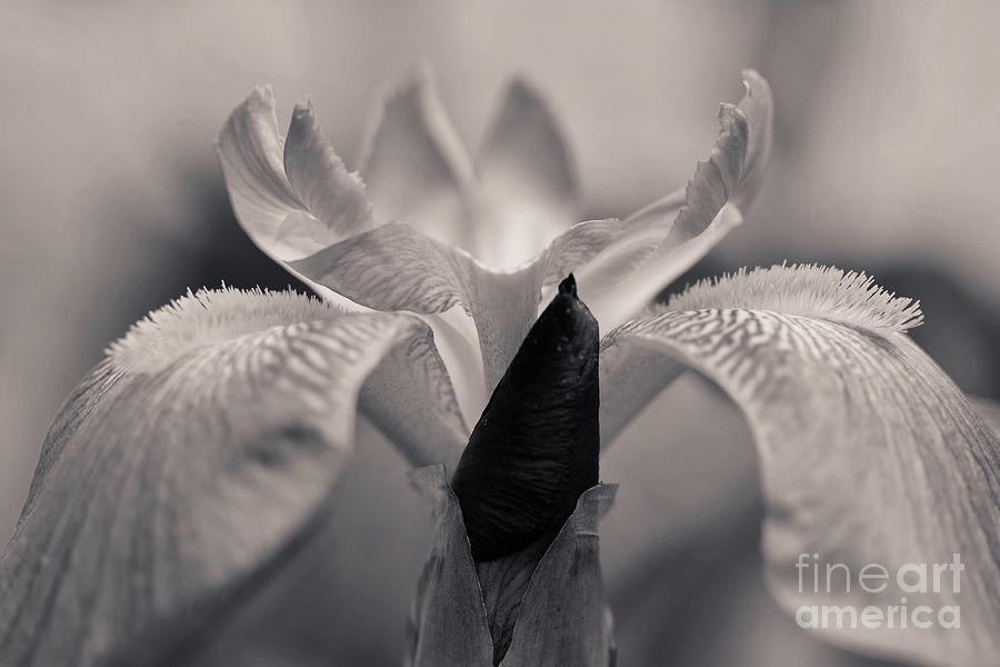 Iris in B and W Tones No 9863 Photograph by Sherry Hallemeier
