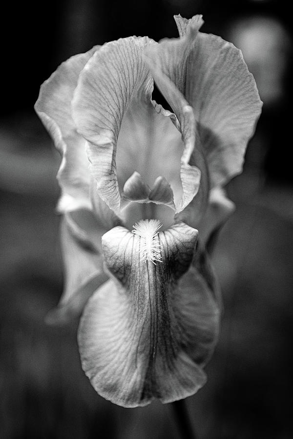 Iris in Black and White Photograph by Denise Kopko