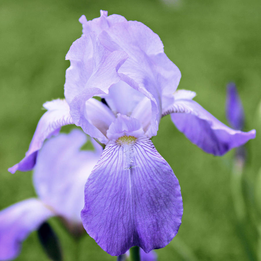 Iris in Bloom Photograph by Christine Ledford - Fine Art America