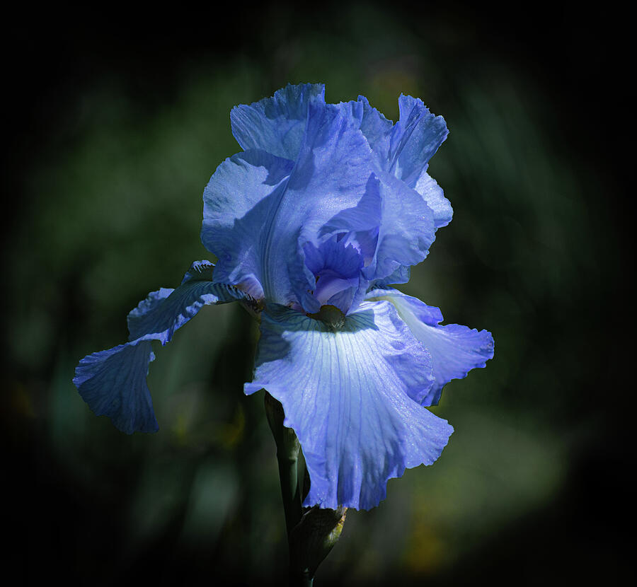 Iris In Blue Photograph by Len Bomba - Fine Art America