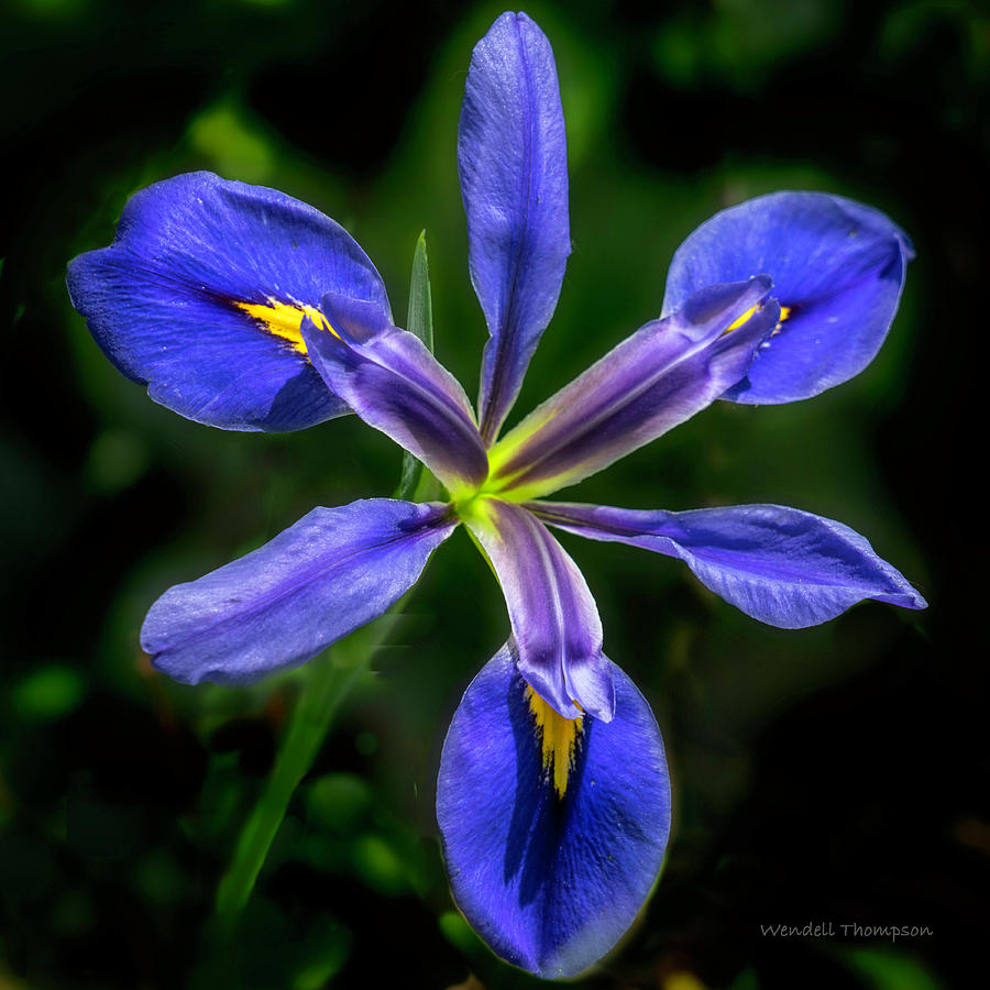 Iris in Blue Photograph by Wendell Thompson