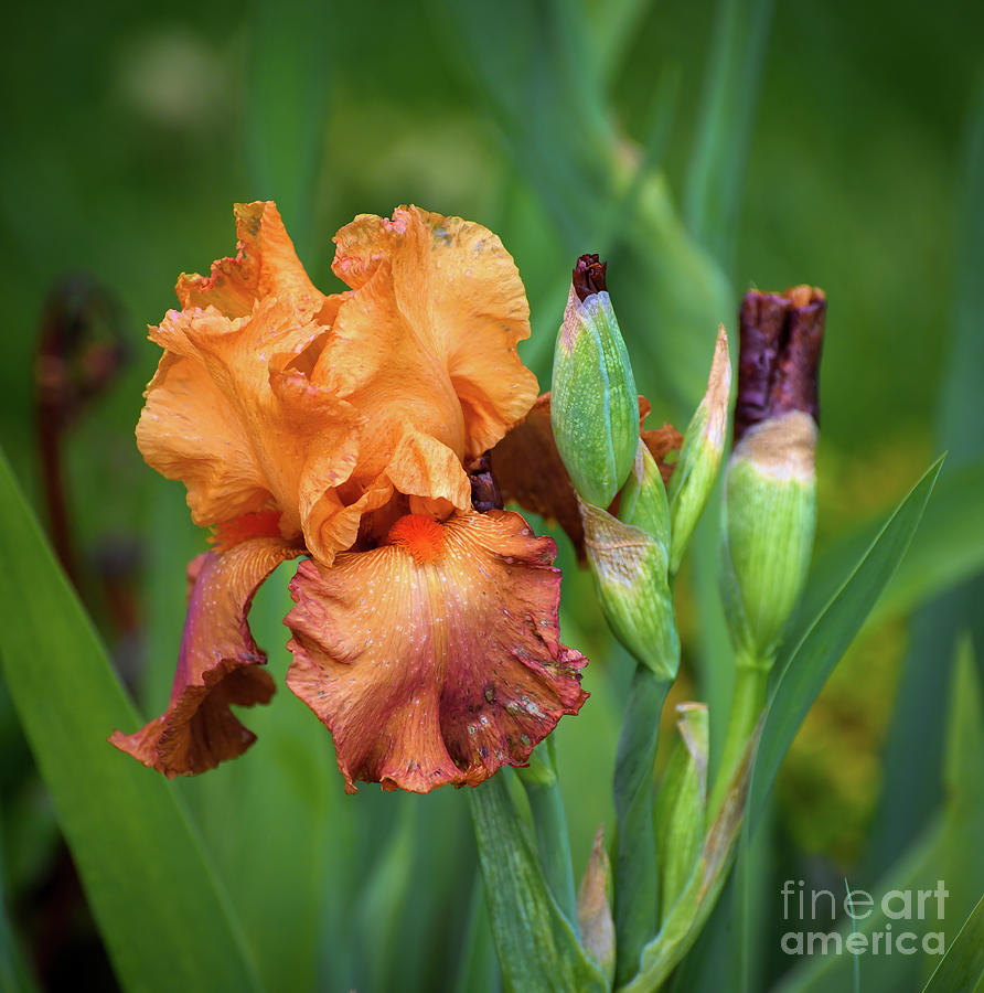 Iris In Maroon And Orange Photograph