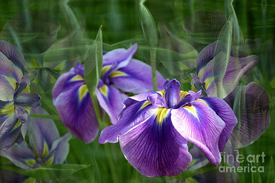 Iris in Motion Photograph by Sea Change Vibes