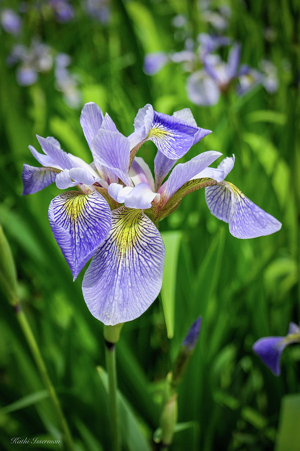 Iris in My Rain Garden Photograph by Kathi Isserman