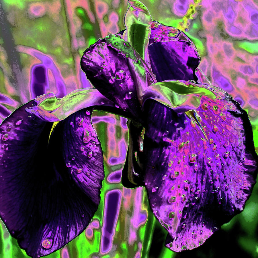Iris Photograph - Iris In Neon by Simone Hester