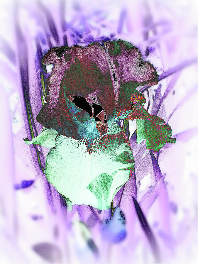 Iris in Pink and Violet Abstracxt Photograph by Mike McBrayer