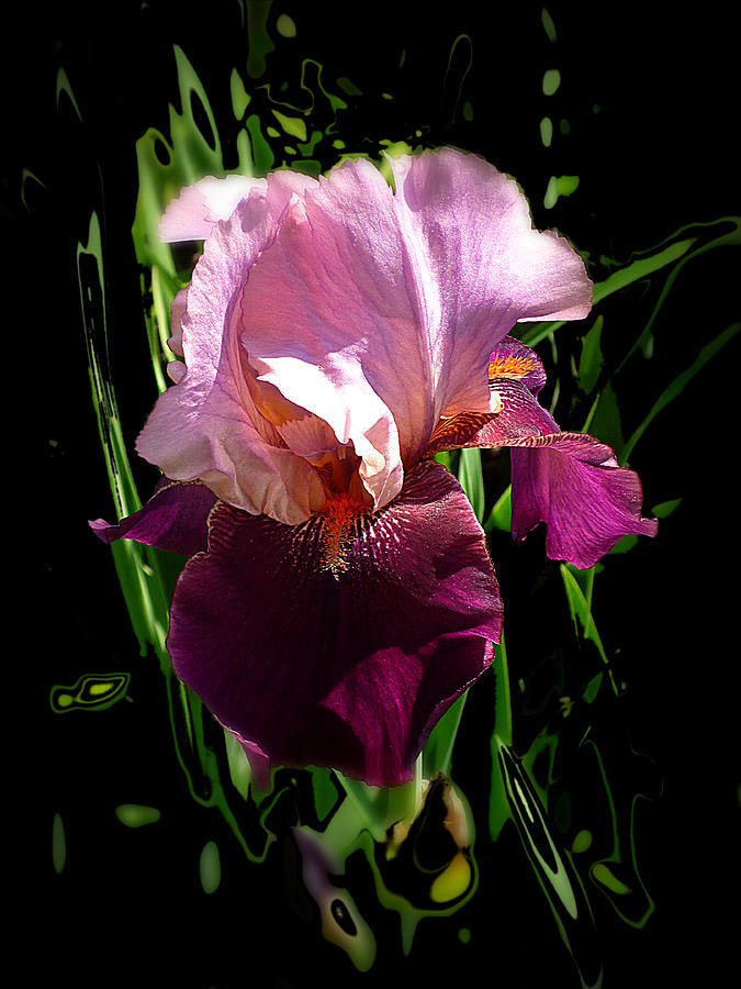 Iris in Pink and Violet on Black Photograph by Mike McBrayer