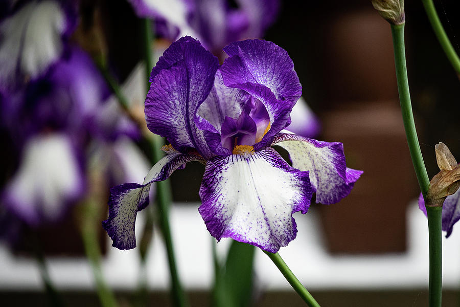 Iris in Purple and White Photograph by Denise Kopko