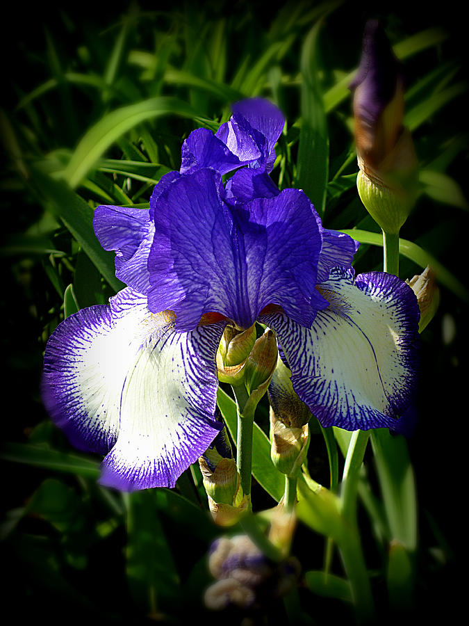 Iris In Purple And White Photograph