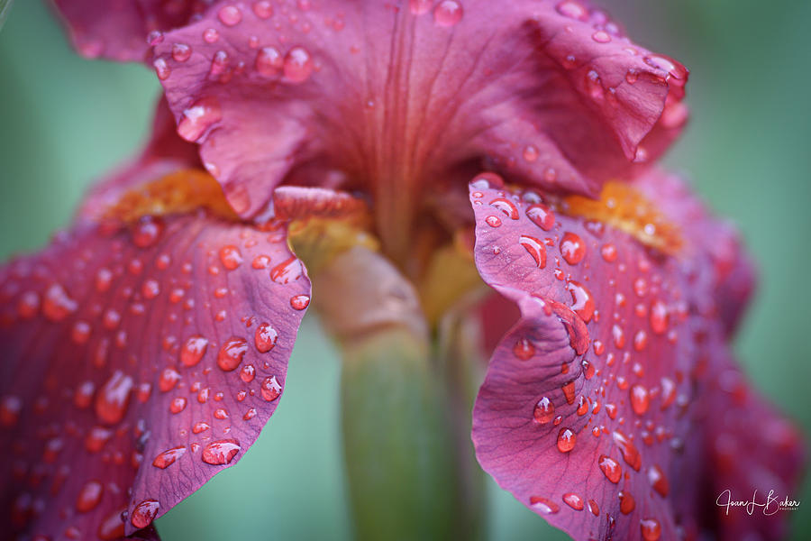 Iris in Rain Photograph by Joan Baker