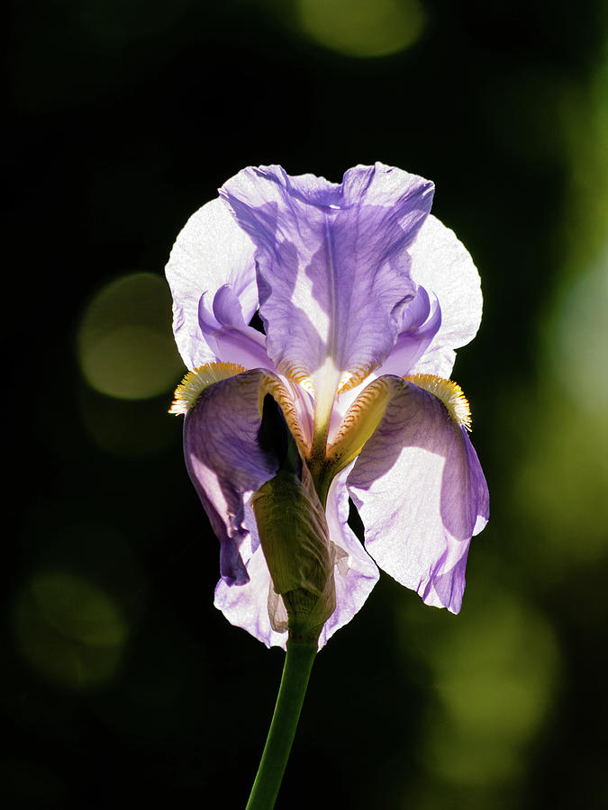Iris in Sunlight Photograph by Rachel Morrison