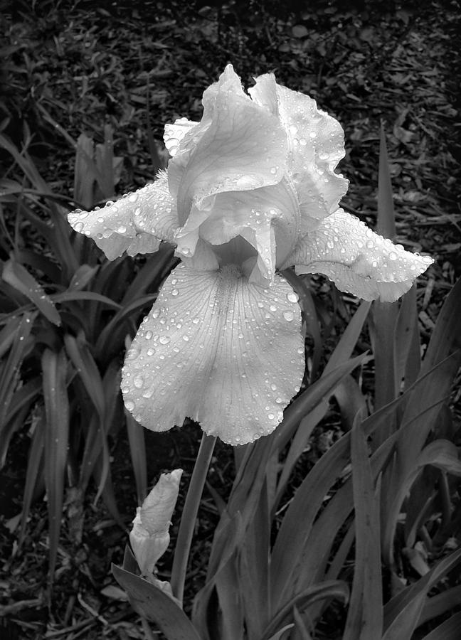 Iris in the Rain Photograph by Beverly Read