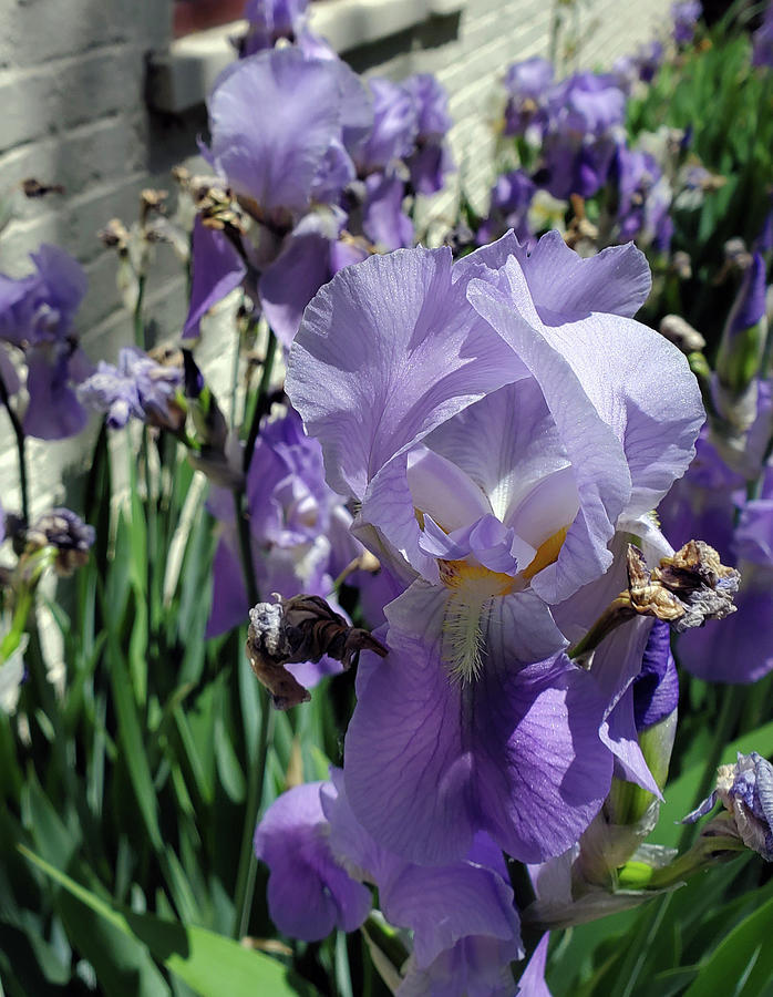 Iris in the side yard Photograph by Lois Tomaszewski