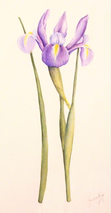 Iris in watercolour Painting by Jessica Keegan - Fine Art America