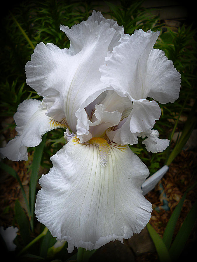 Iris in White Photograph by Mike McBrayer