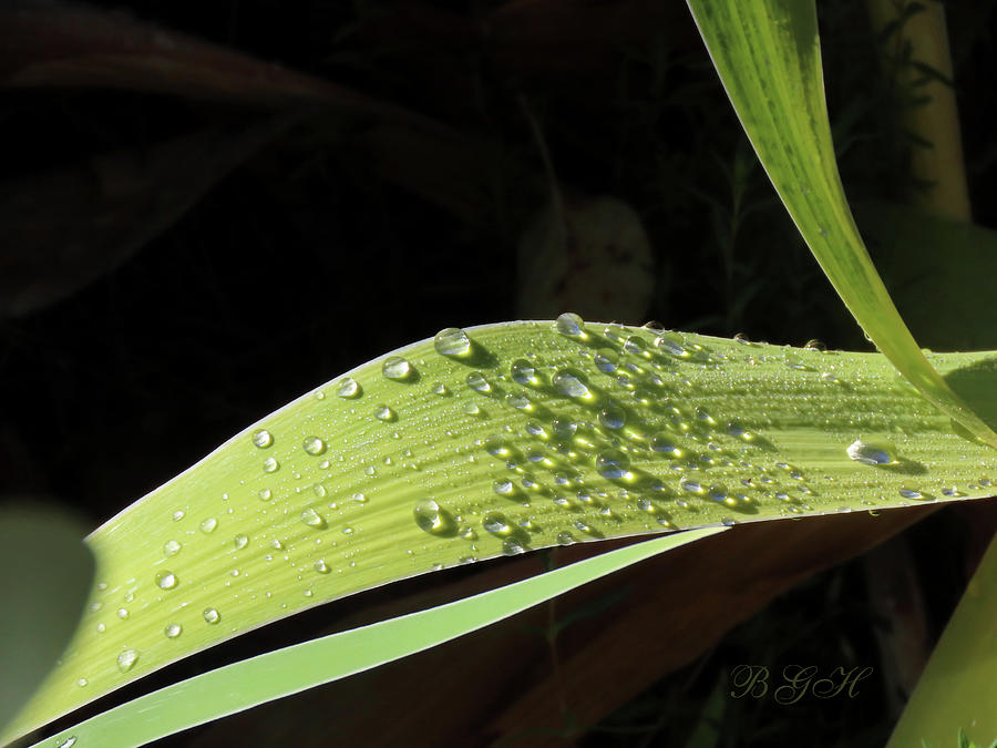 Iris Leaf in Winter - Images from the Garden - Macro Photography - Nature Shots Photograph by Brooks Garten Hauschild