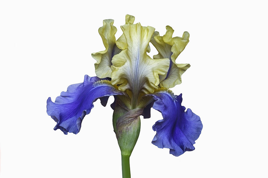Iris (Iris germanicai), hybrid form Photograph by Nickkurzenko