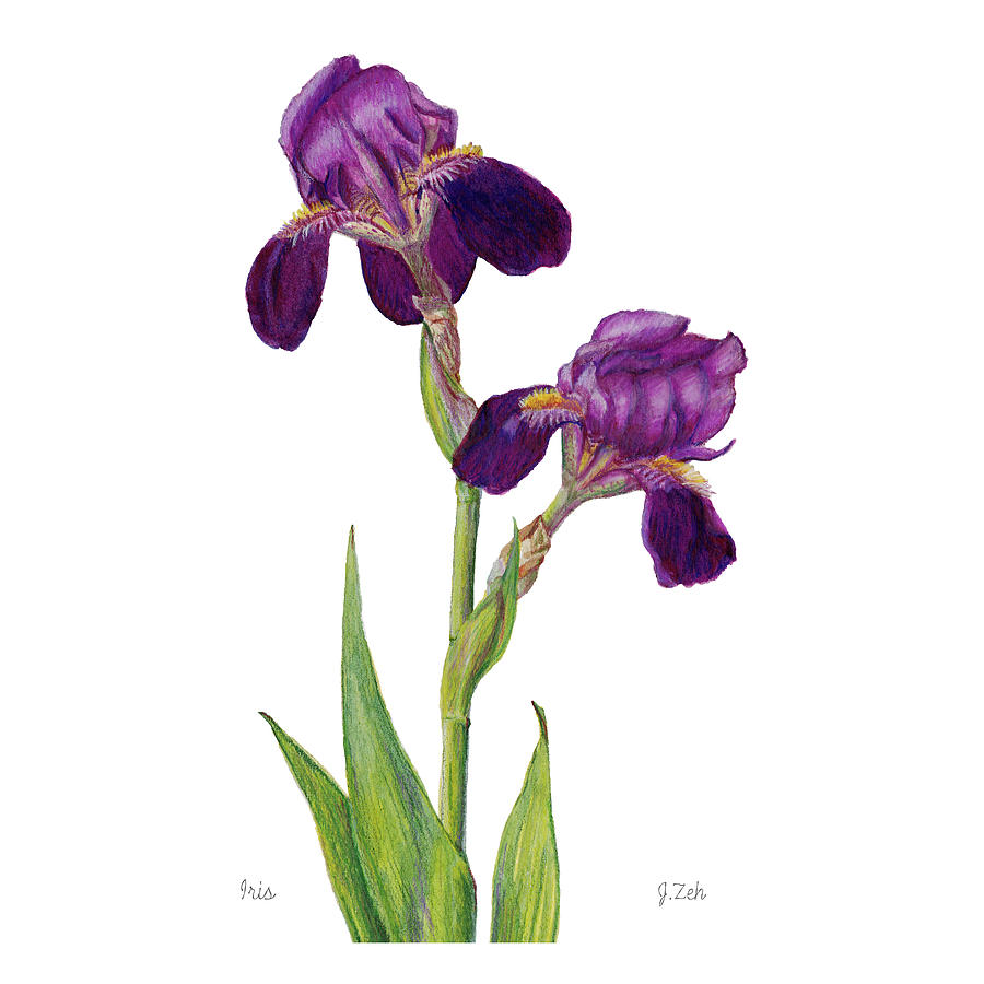 Iris by Janet Zeh Iris by Janet Zeh