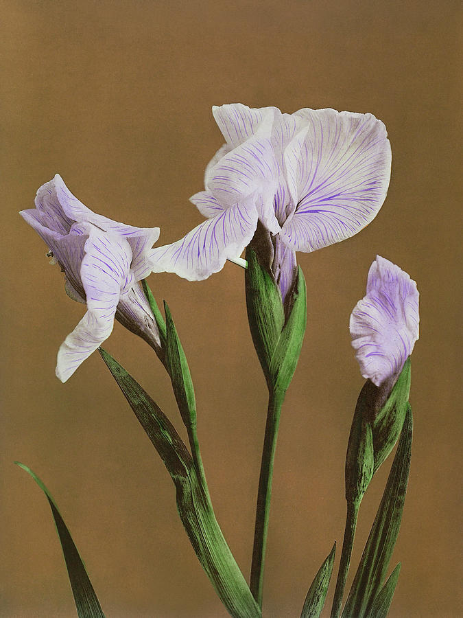 Iris Kaempferi Photograph by Ogawa Kazumasa