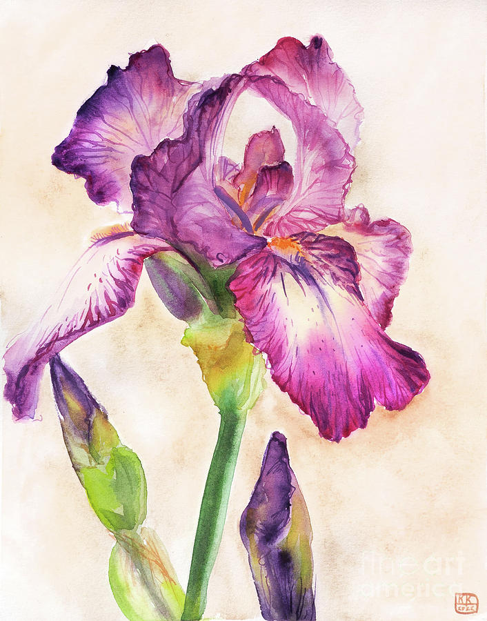 Iris Drawing by Katerina Kosiak - Fine Art America