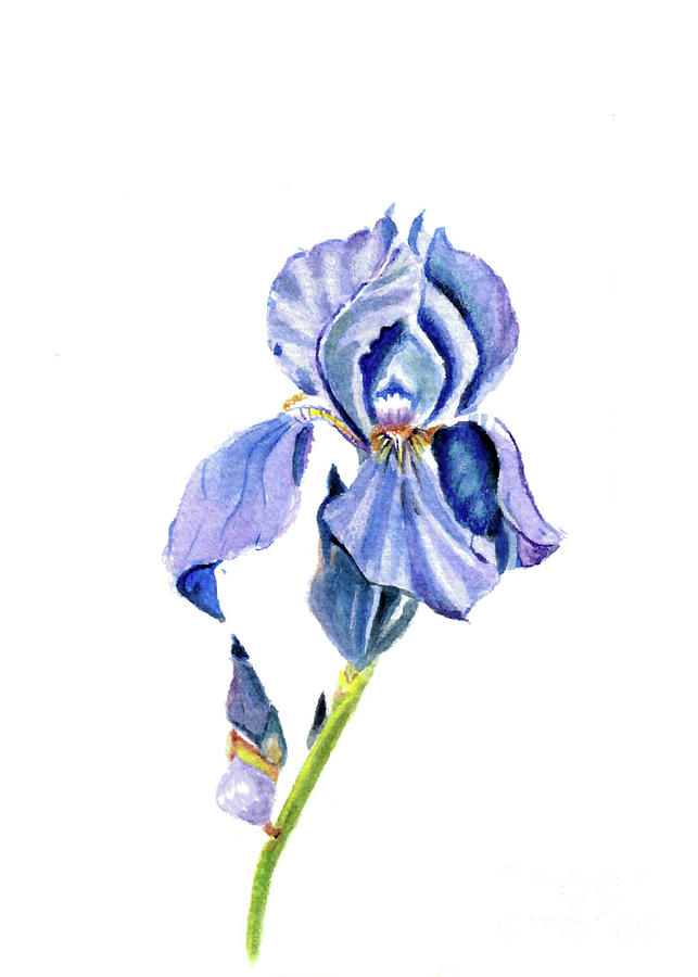 Iris Painting by Kc - Fine Art America
