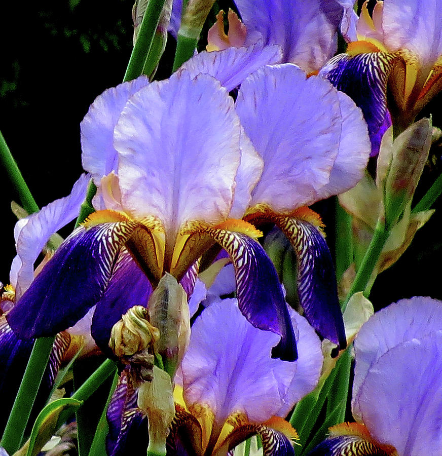 Iris Photograph by Linda Stern