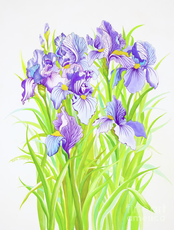 Iris Painting by Luna Danford - Fine Art America