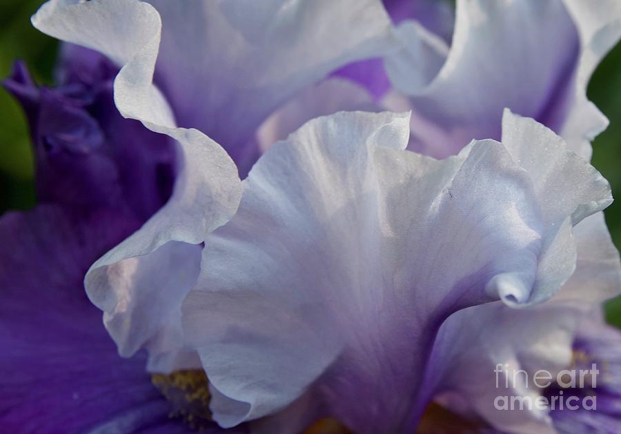 Iris Macro Purple Lace No. 7364 Photograph by Sherry Hallemeier