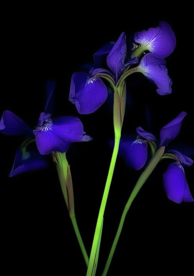 Iris Photograph by Maz Ghani
