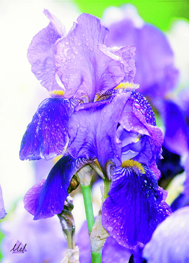 Iris Photograph by Mel Beasley