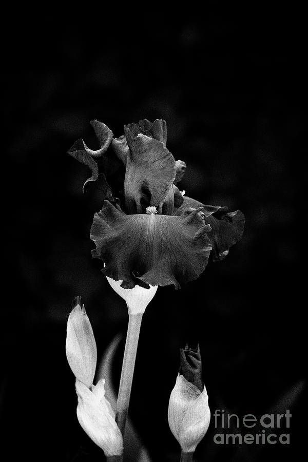 Iris Mer du Sud Monochrome Photograph by Tim Gainey